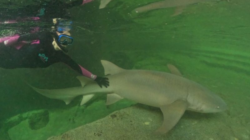 snorkel with sharks