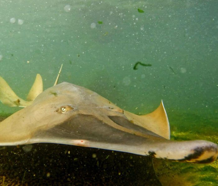 Giant Shovel Nose Ray