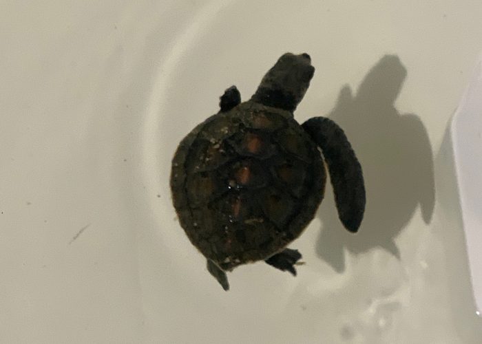 baby turtle