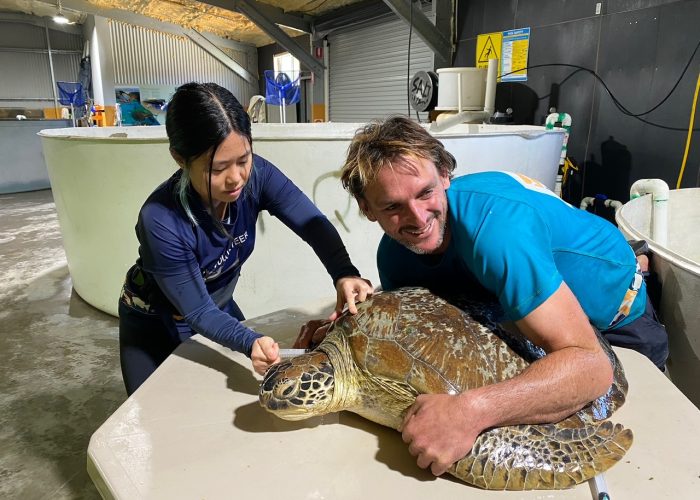 turtle rehab