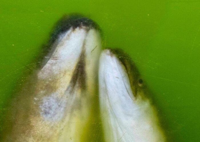 Long Finned Eel Images