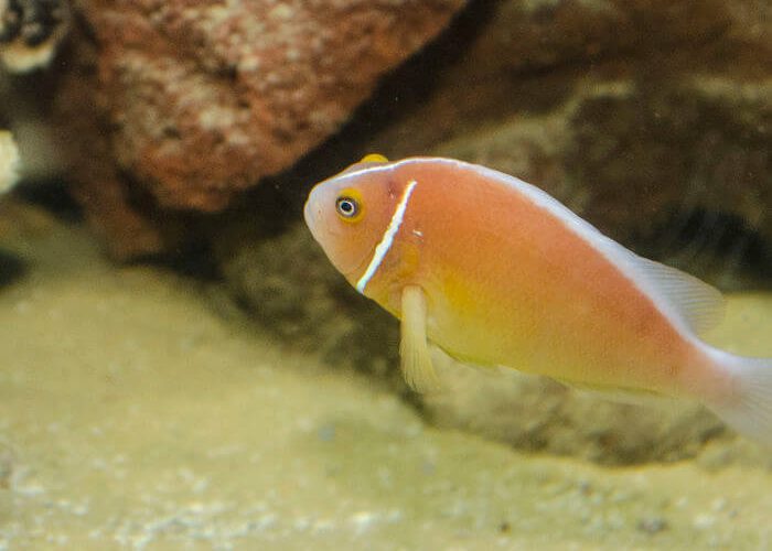 Pink Skunk Fish Image