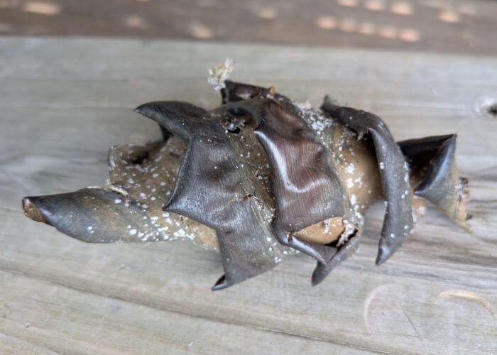 Port Jackson Shark Egg Image