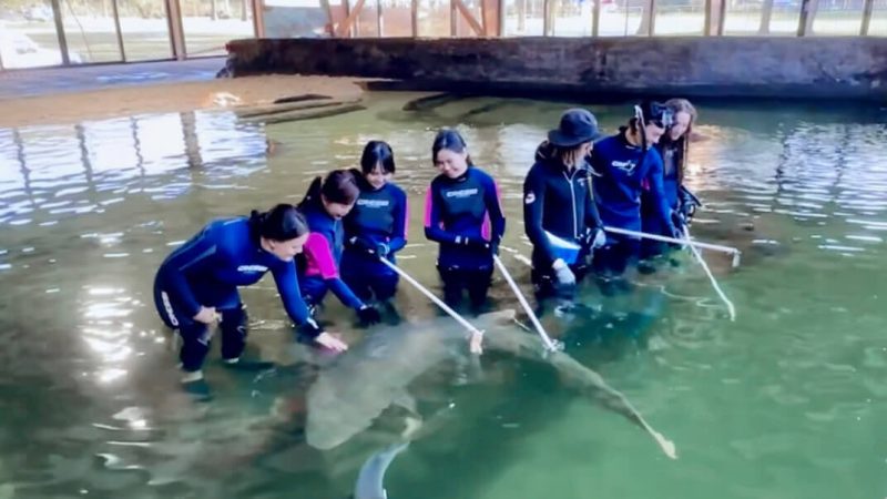 Reef Shark Encounter Featured Image