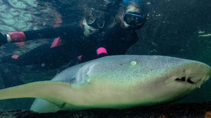 Reef Shark Snorkel Featured Image