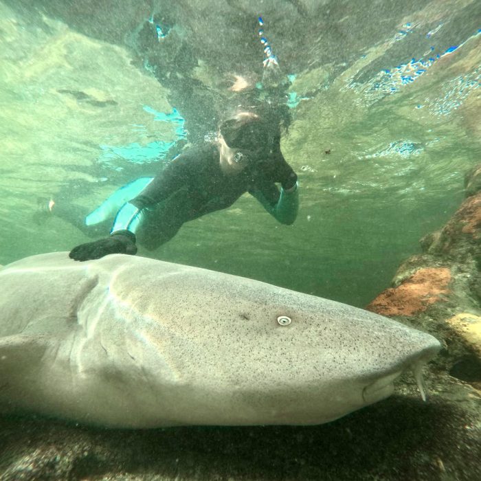 Reef Shark Snorkel Image
