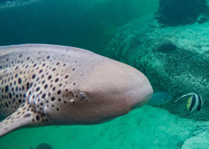 Shark Image