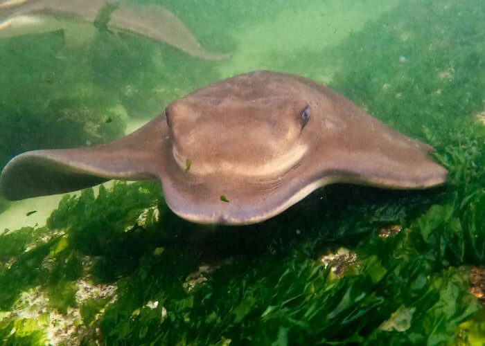 Southern Eagle Ray