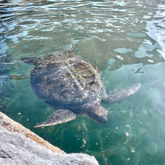 Turtle Conservation Experience Image