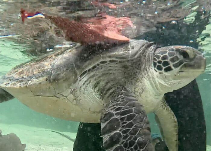 Turtles Image 2
