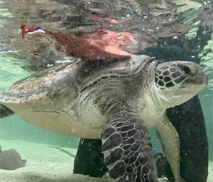 Turtles Image 2