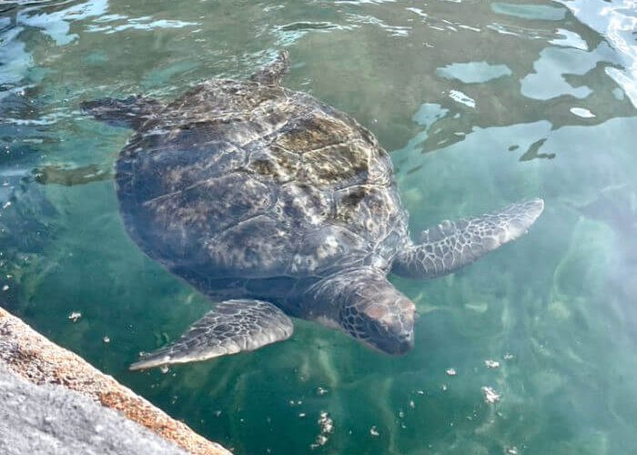 Turtles Image 3