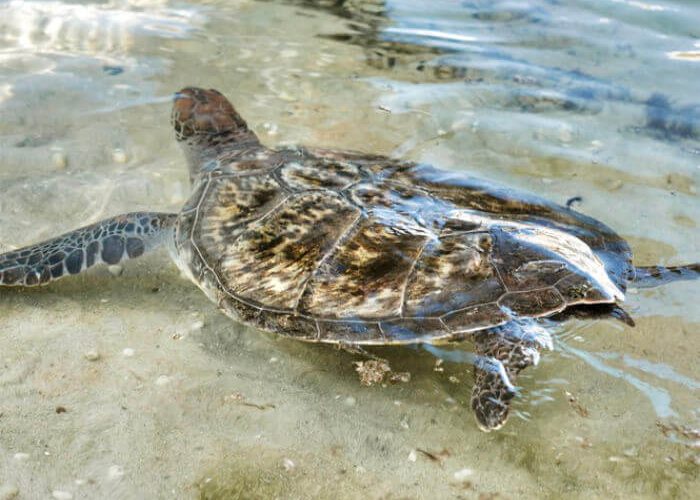 Turtles Image