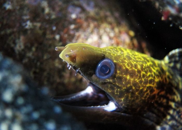 Undulate Moray (1)