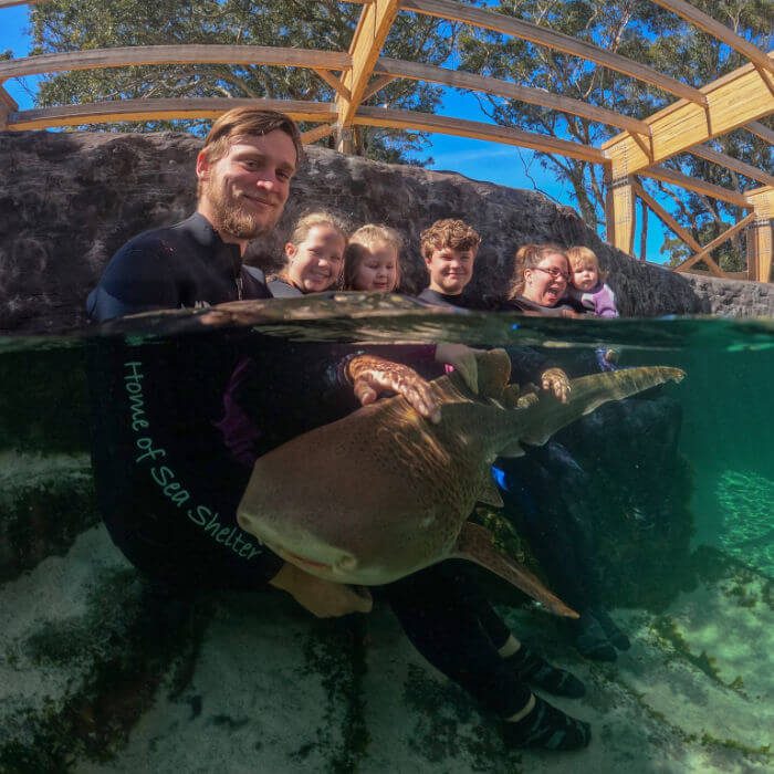 Zebra Shark Encounter Image