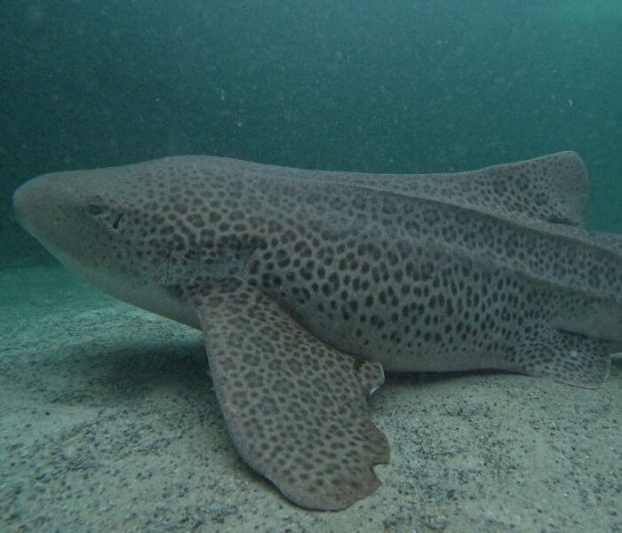 Zebra Shark Image