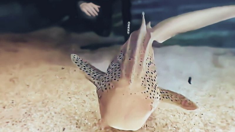 Zebra Shark Snorkel Featured Image
